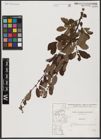 Foto von Salix aurita L.